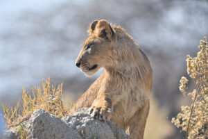 Lion