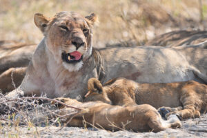 Lion