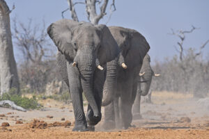 Elephant on the move Elephant