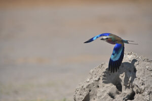 Lilac-breasted Roller Bird