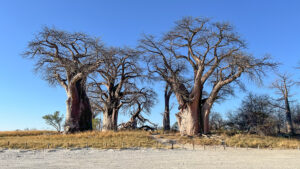The baobabs of Baines Baobab, named after the famous painter and explorer Thomas Baines in 1862. <a href="https://en.wikipedia.org/wiki/Thomas_Baines" target="_blank" rel="noopener no referrer" >Thomas Baines</a>