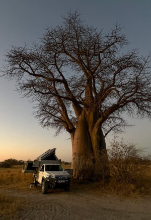 Baines Baobab campsite number 2, with two huge baobabs standing guard
