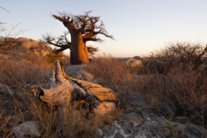 Baobab at sunrise