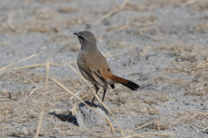 Kalahari Scrub Robin