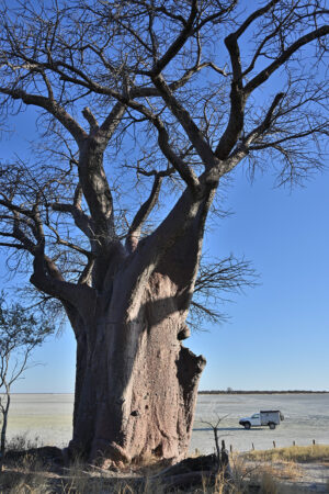 My camper van behind one of Baines's baobabs. Learn more about baobabs: <a href="https://en.wikipedia.org/wiki/Adansonia_digitata" target="_blank" rel="noopener no referrer" >Baobabs</a> Baobab
