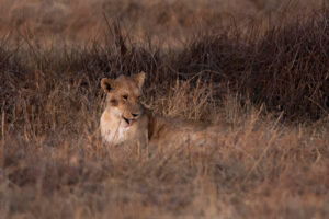 Lion
