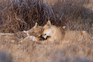 Loving head bump Lion