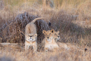 That's a beeeeg stretch! Lion