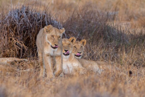Synchronised lip smacking, just outside the campsite. PS. The camp is unfenced!! Lion