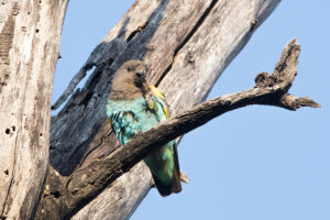Meyer's Parrot - read more here: <a href="https://en.wikipedia.org/wiki/Meyer%27s_parrot" target="_blank" rel="noopener no referrer" >Meyer's Parrot</a> Bird